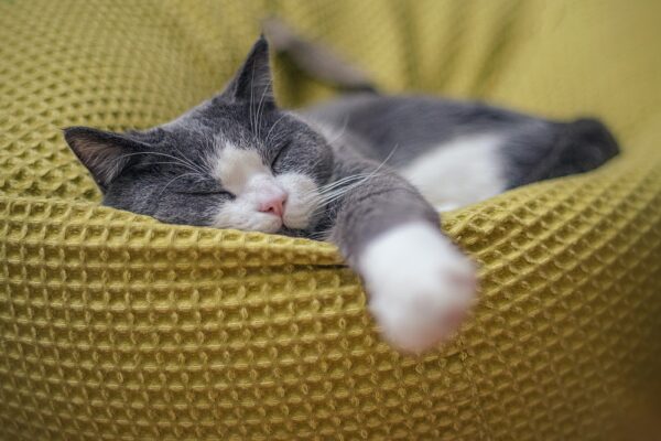 Creating a Comfortable Sleeping Environment for Your Pet