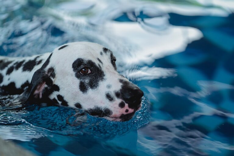 Designing a Safe and Fun Swimming Pool for Your Pets: Tips and Tricks